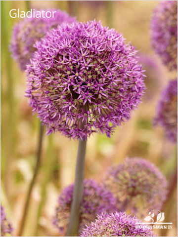 ALLIUM Gladiator