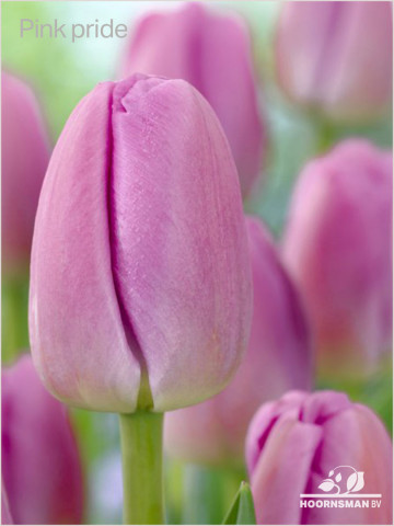 TULP PinkPride
